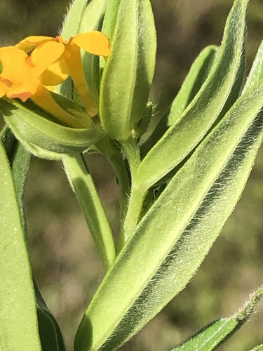 hoary puccoon