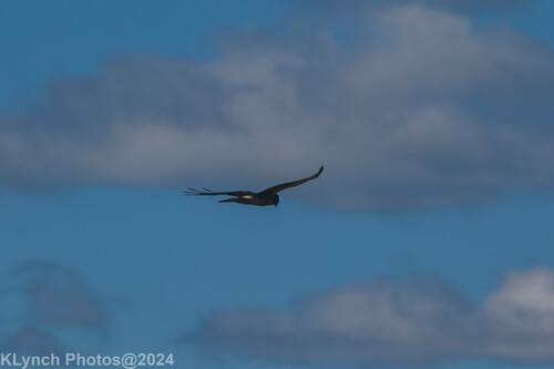 Northern Harrier photographed in Rhode Island