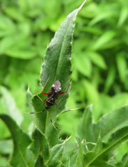 Closterotomus biclavatus