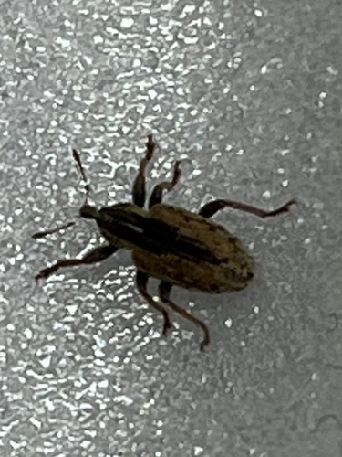 Alfalfa Weevil
