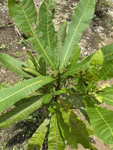 Anacardium excelsum - Whole tree