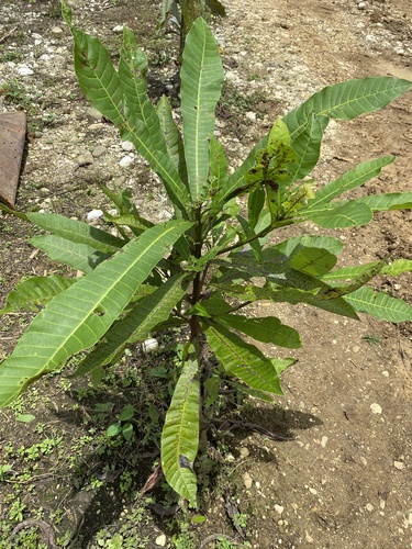 Anacardium excelsum - Leaves