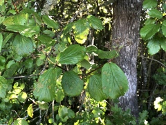 Viburnum ellipticum