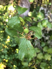 Viburnum ellipticum