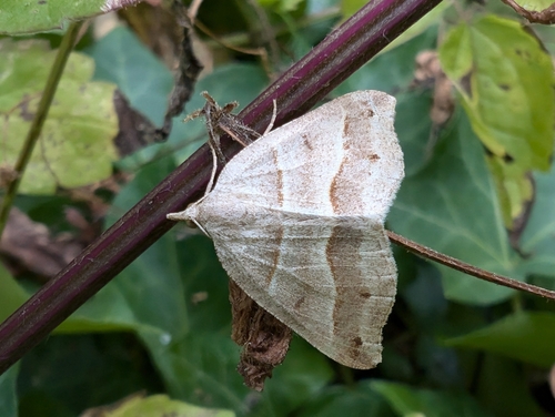 Lorquin's Angle photo 3