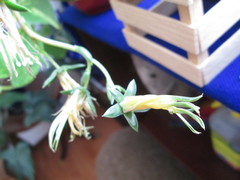 Echeveria longissima