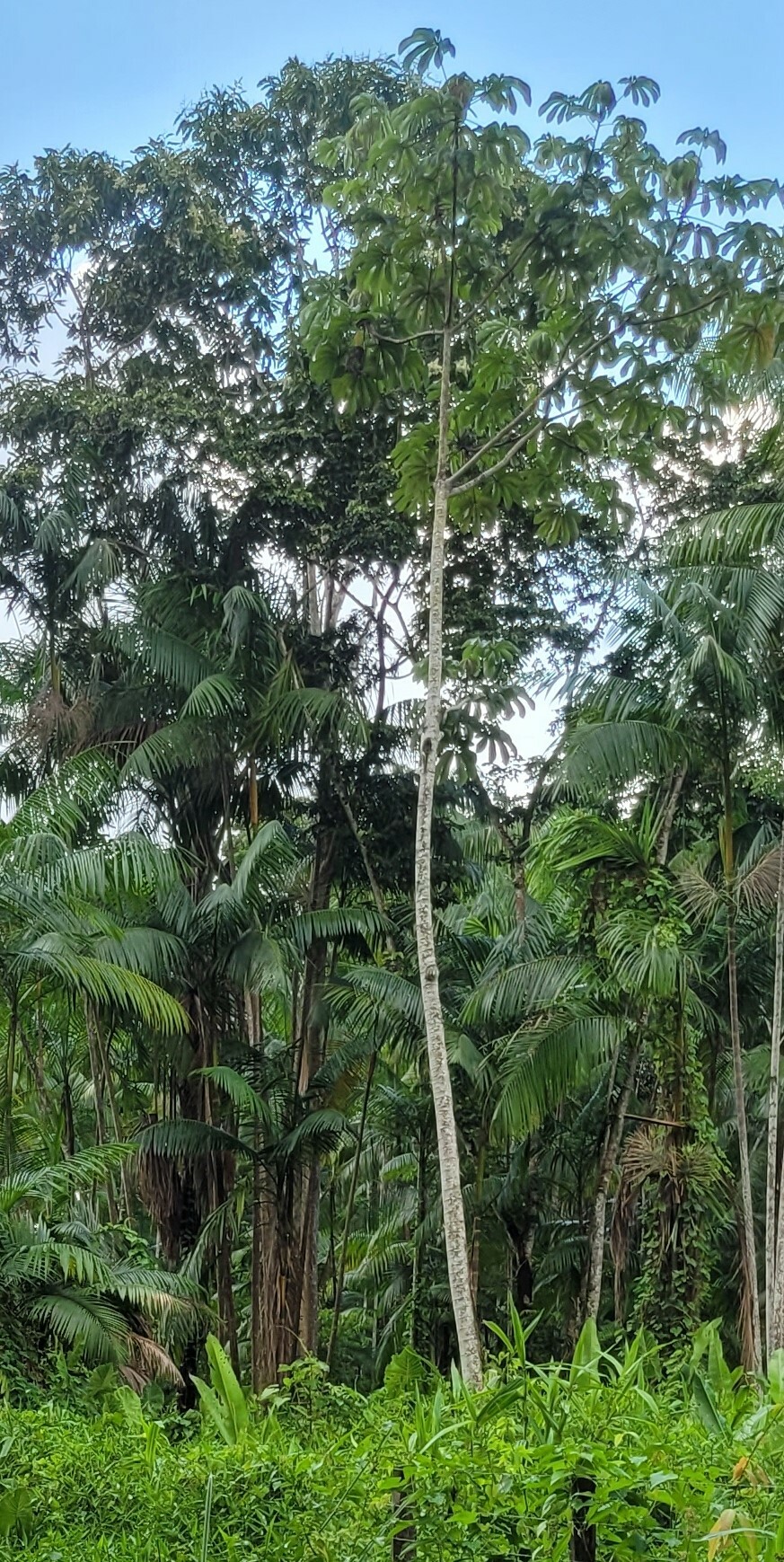 Imagem de Embaúba