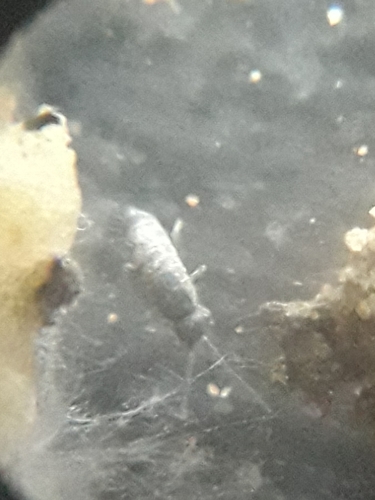 Tomocerus minor