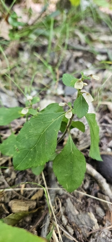 Image of Scutellaria elliptica by (c) Val, some rights reserved (CC BY)