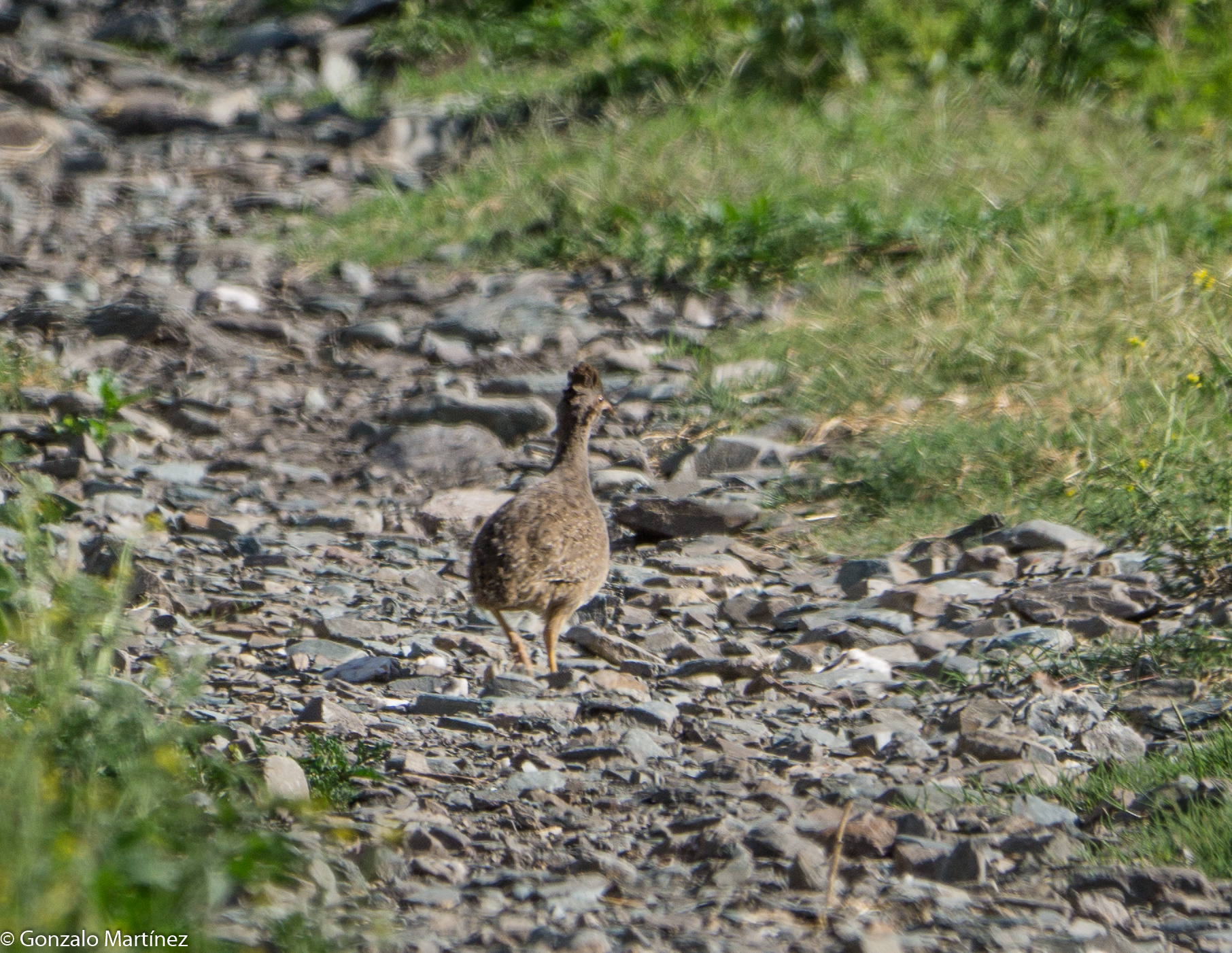 Andean Tinamou (Nothoprocta pentlandii), photo 8