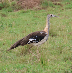 Denham's Bustard photo 5