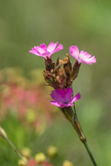 Dianthus pontederae