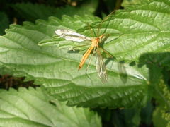 Tipula lunata