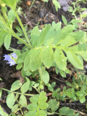 Polemonium californicum