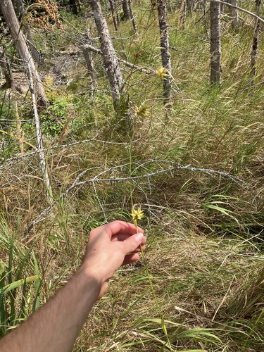Image of Carex folliculata by no rights reserved