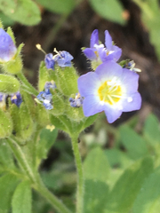 Polemonium californicum