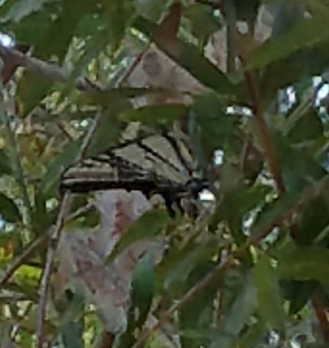 Papilionidae