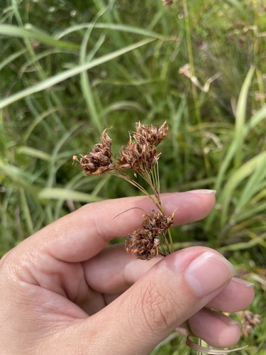 Image of Rhynchospora odorata by no rights reserved