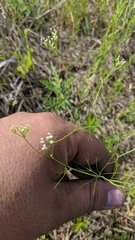 Spermolepis inermis