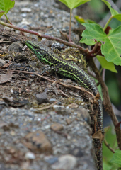 Iberolacerta monticola