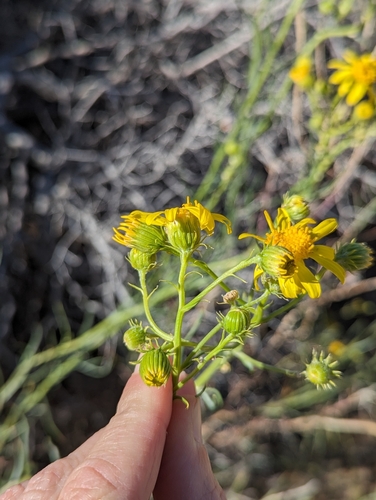 iNaturalist observation photo of threadleaf groundsel