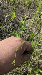 Spermolepis inermis