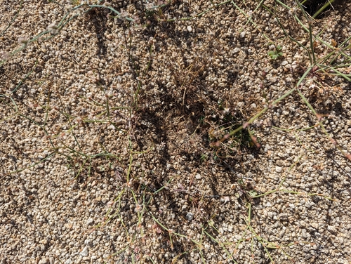 iNaturalist observation photo of Davidson's buckwheat