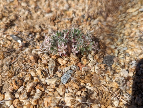 iNaturalist observation photo of desert calico