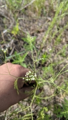 Spermolepis inermis