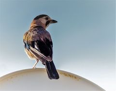 Garrulus glandarius atricapillus