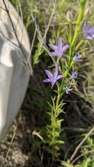 Triodanis leptocarpa