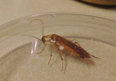 Shelfordella lateralis