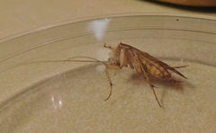 Shelfordella lateralis