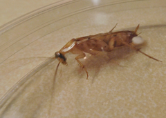 Shelfordella lateralis