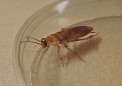 Shelfordella lateralis