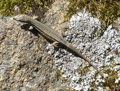 Podarcis muralis