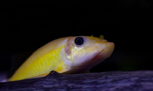 Chinese Algae Eater