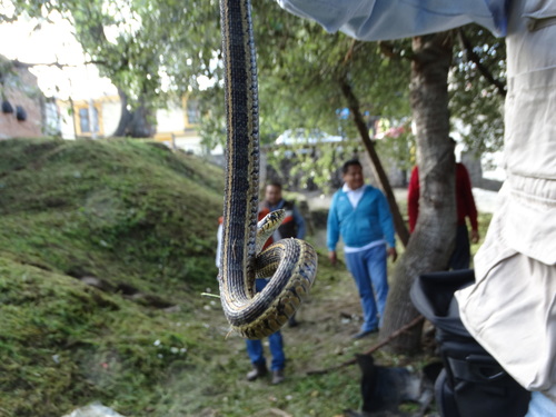 Longtail Alpine Garter Snake
