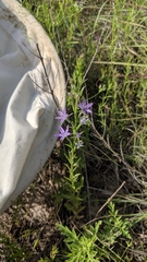 Triodanis leptocarpa