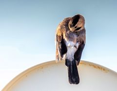 Garrulus glandarius atricapillus