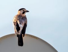 Garrulus glandarius atricapillus