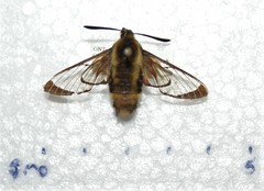Hemaris aethra
