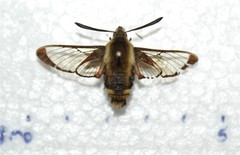 Hemaris aethra