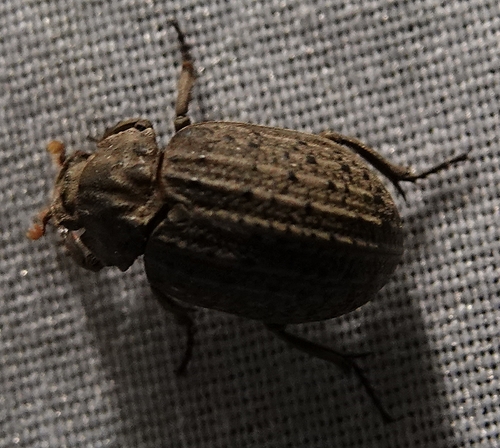 Hide beetle (Omorgus suberosus) photo 6