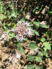 Monardella breweri lanceolata