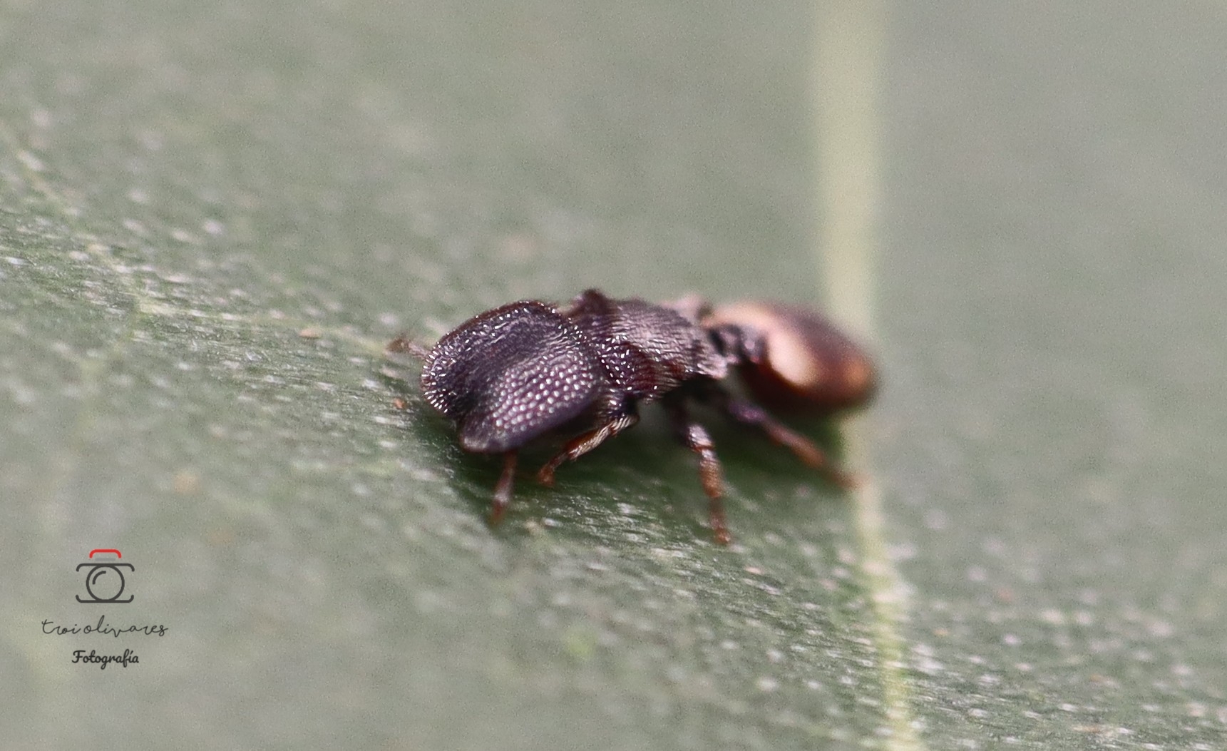 Cephalotes bimaculatus