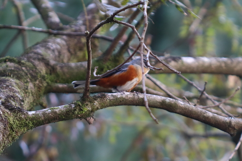 Buff-breasted Warbling-finch