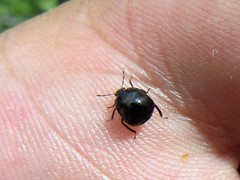 Coptosoma scutellatum
