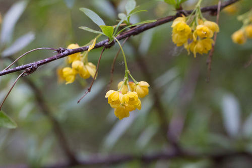 Colorado barberry (Berberis fendleri)