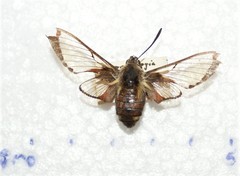 Hemaris aethra